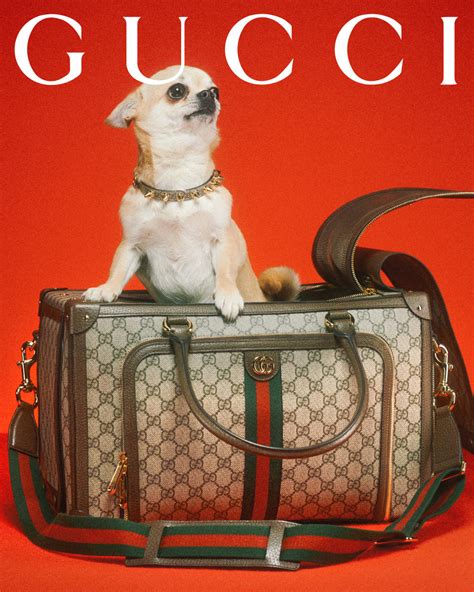 gucci jacket for dog|Gucci dog collection.